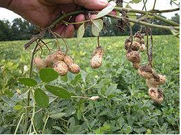 Fıstığın bu faydaları inanılmaz! - Resim: 3