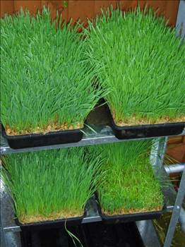 Buğdayın da suyunu çıkardılar - Resim: 3