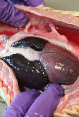 Dev pitonun içine bakın! - Resim: 4