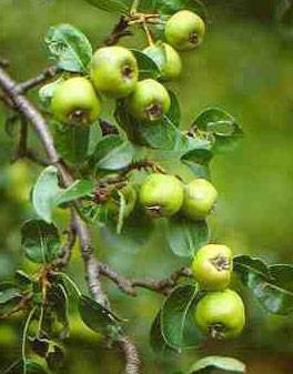 İşte bitkilerin faydaları - Resim: 2