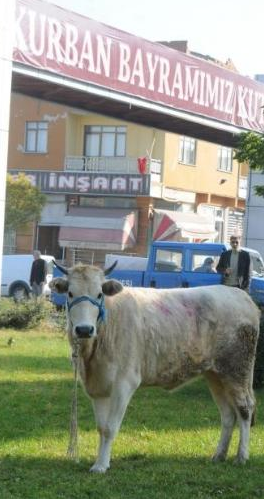 Ve yılın ilk danası kaçtı - Resim: 1