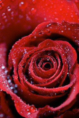 40 adımda cennet yolu - Resim: 1