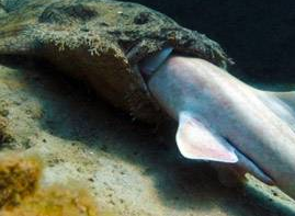 Köpekbalığını tek lokmada yuttu  - Resim: 1