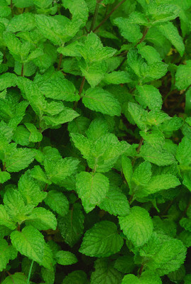 Nanenin faydaları - Resim: 1