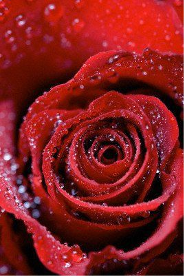 Cenneti müjdeleyen 40 hadis! - Resim: 1