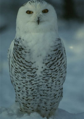 En sosyetik hayvan - Resim: 3