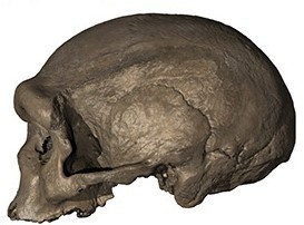 İnsana çok benzeyen yeni bir tür bulundu: Ejderha adam - Resim: 0