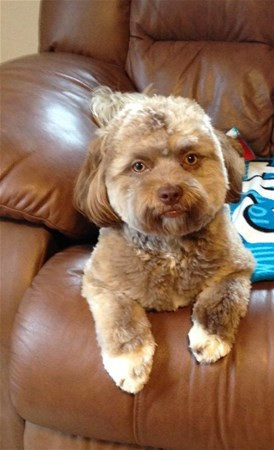 İnsan suratlı köpek dünyayı şaşırtıyor - Resim: 2