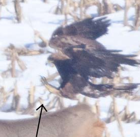 Kartal avına böyle pençelerini geçirdi - Resim: 4
