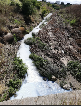 Tekirdağ'da Kavak Deresi'ne içeriği belli olmayan kimyasal madde karıştığı belirlendi - Resim: 2