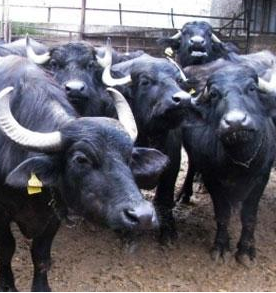 Bu işleri yapan köşeyi dönecek - Resim: 3