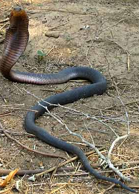 Ölme nedeni olasılıklarımız - Resim: 4