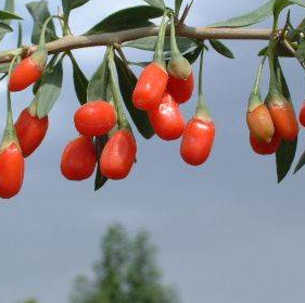 Uzun yaşamanın sırrı bu besinde saklı - Resim: 1