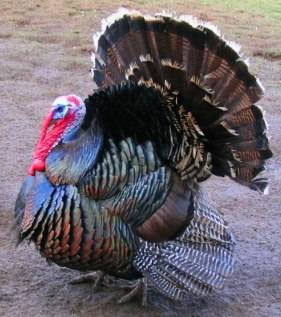 Türklere neden Turkey denir? - Resim: 2