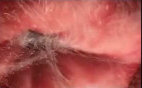 İşte bir bebeğin an be an oluşumu - Resim: 2