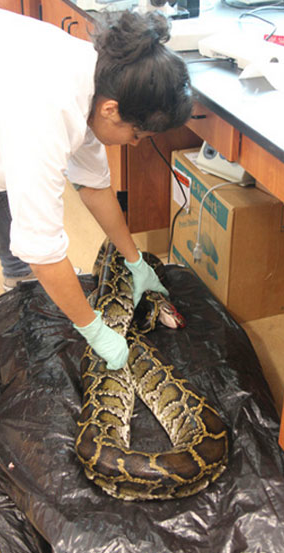 Dev pitonun içine bakın! - Resim: 3