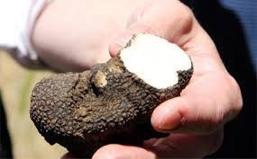 Trüf mantası nedir dünyanın en pahalı ikinci yiyeceği - Resim: 2