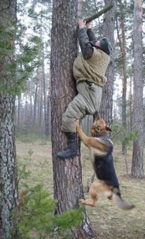 İşte hayvanların saldırdığı o anlar - Resim: 4