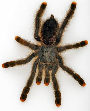 Hayvanlar aleminden bilmediklerimiz - Resim: 2