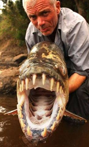 Köpekbalığını tek lokmada yuttu  - Resim: 4