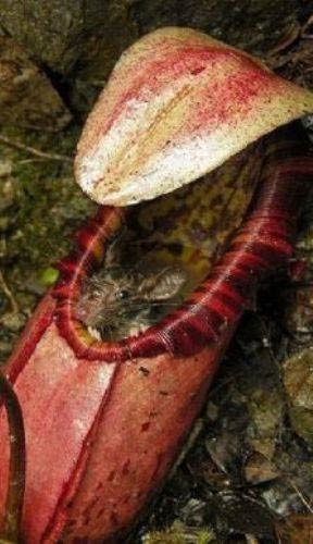 Bitki canlı canlı fare yedi! - Resim: 3