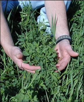 İşte bitkilerin faydaları - Resim: 4