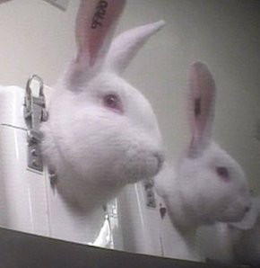 Deney mi işkence mi belli değil! - Resim: 4