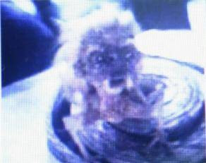 İşte tüyler ürperten yaratık! - Resim: 1