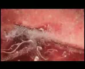 Bebeğin saniye saniye gelişimi - Resim: 2