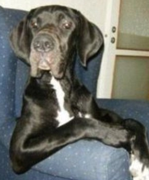 Hayvanlar insan gibi davranırsa - Resim: 4