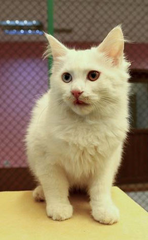 Van kedileri Mart'ı bekleyemedi - Resim: 2