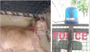 İnsan değil vahşi! 8 kişi hamile keçiye tecavüz etti rezalet - Resim: 4