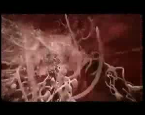 Bebeğin saniye saniye gelişimi - Resim: 4