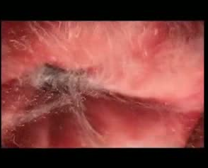 Bebeğin saniye saniye gelişimi - Resim: 1