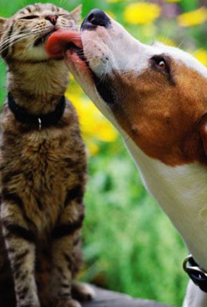 İnternette fenomen olan fotoğraflar - Resim: 4