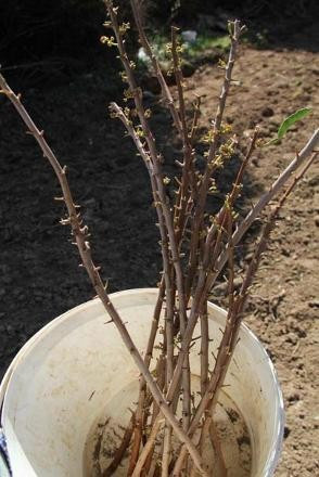 Kilosu bin liraya satılıyor çiftçilerin yeni umudu - Resim: 2