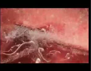 İşte bir bebeğin an be an oluşumu - Resim: 3