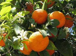 Sevdiğiniz meyveye göre karakteriniz! - Resim: 4