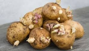 Uzman uyardı! Filizlenen patates öldürebilir - Resim: 4