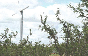 Don nasıl önlenir meteoroloji don alarmı verdi çiçekleri koruma yöntemi - Resim: 2