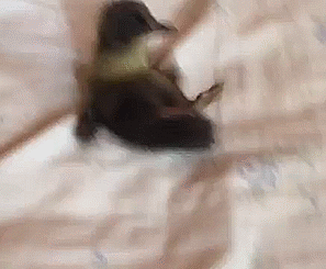 Günün en çok paylaşılan gifleri - Resim: 4