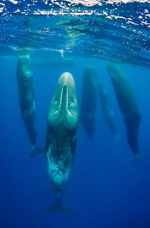 Yılın en vahşi fotoğrafları - Resim: 4