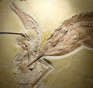 120 milyon yıllık fosil - Resim: 2