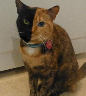 Dünya Kediler Günü  - Resim: 3