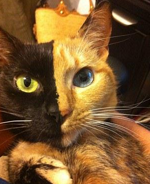 Dünya Kediler Günü  - Resim: 2