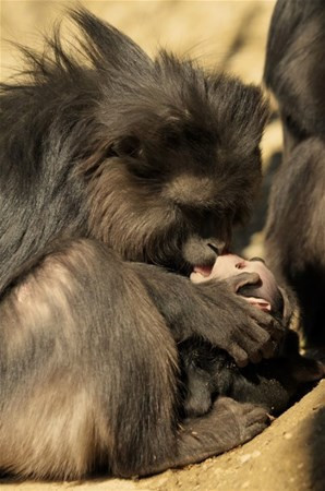 İnsan suratlı köpek dünyayı şaşırtıyor - Resim: 3
