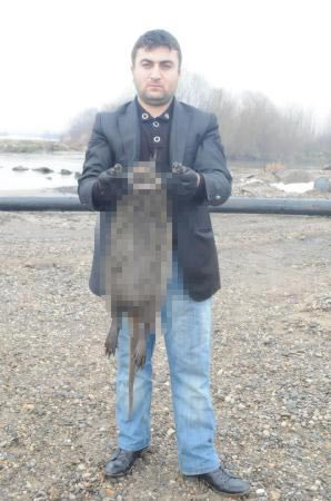 Fare değil 'su maymunu' çıktı - Resim: 2