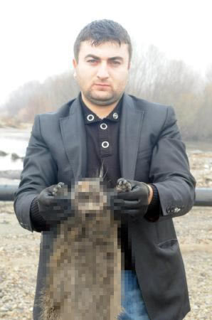 Fare değil 'su maymunu' çıktı - Resim: 3