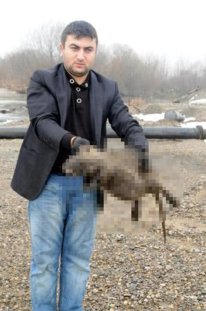 Fare değil 'su maymunu' çıktı - Resim: 4