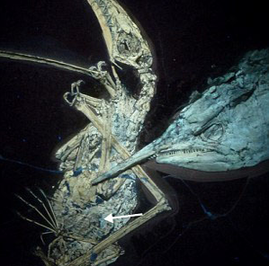 120 milyon yıllık fosil - Resim: 3